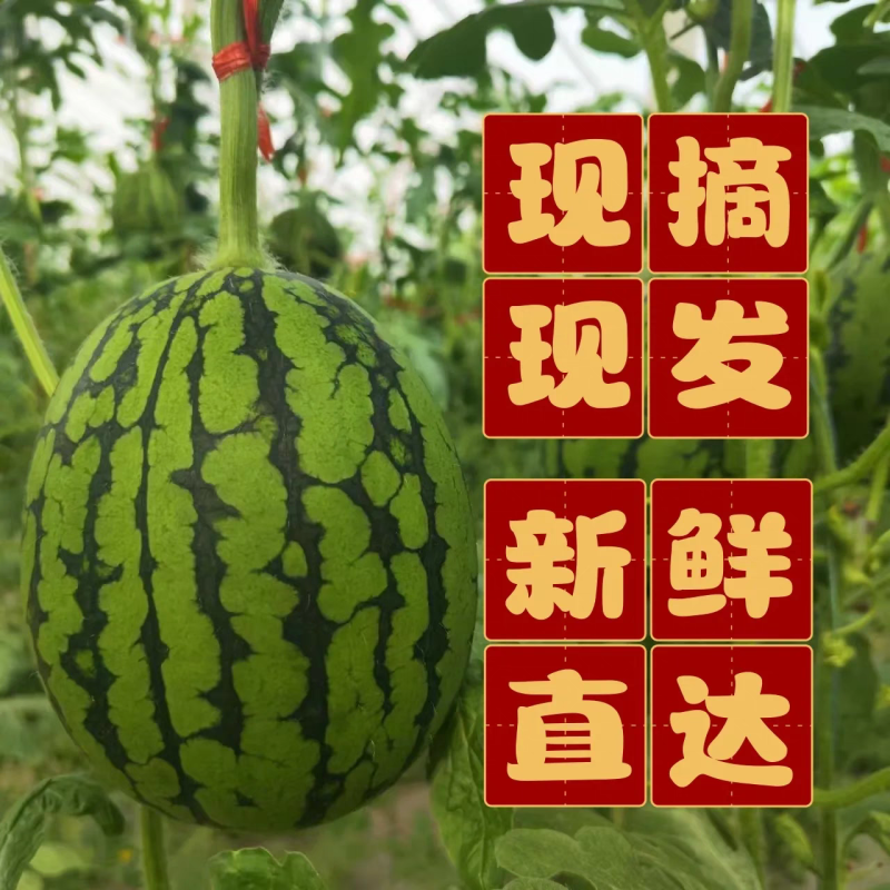 精品小吊瓜西瓜清甜爽口西瓜应季水果