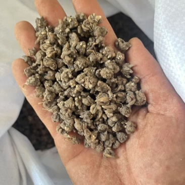 猫爪草主产区直供，今年新货，现货
