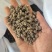 猫爪草主产区直供，今年新货，现货