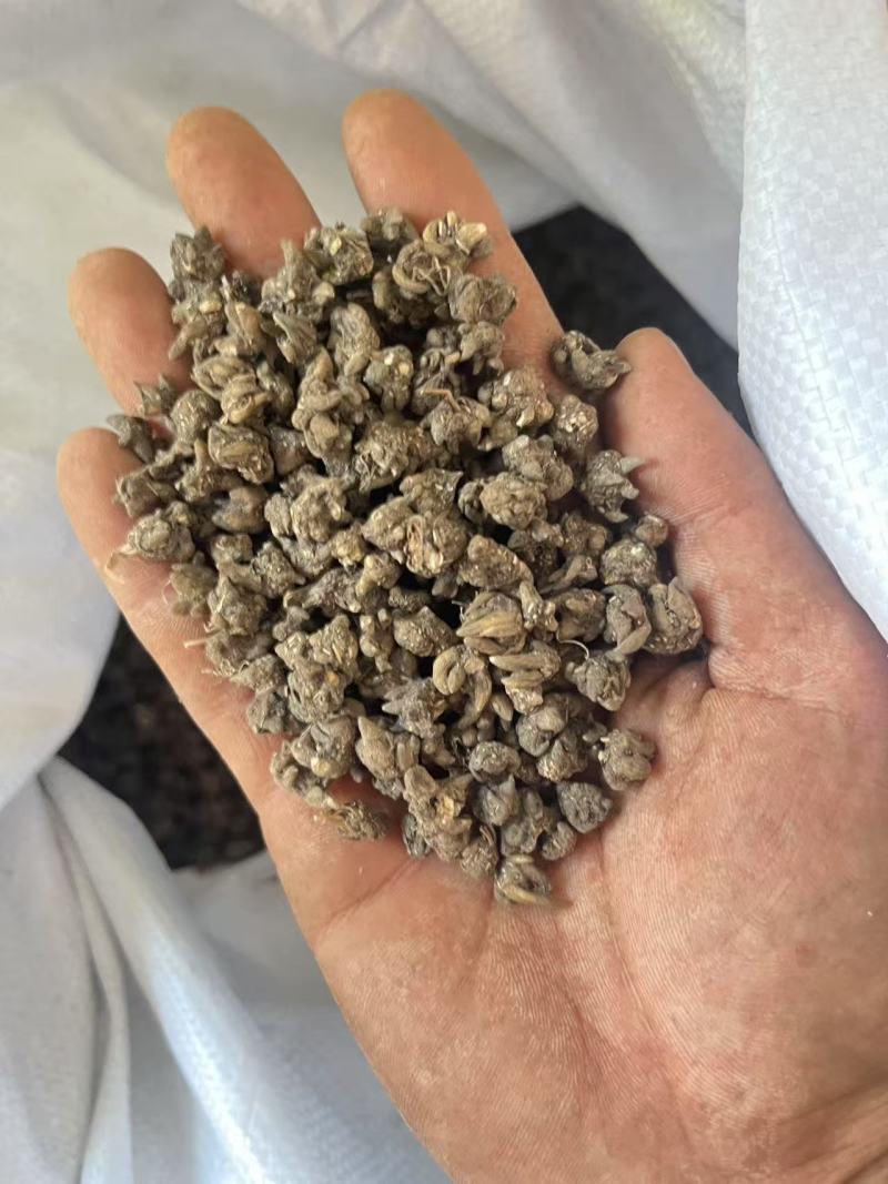 猫爪草主产区直供，今年新货，现货