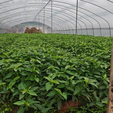 空心菜种植基地！大量出售，现摘现发联系***********