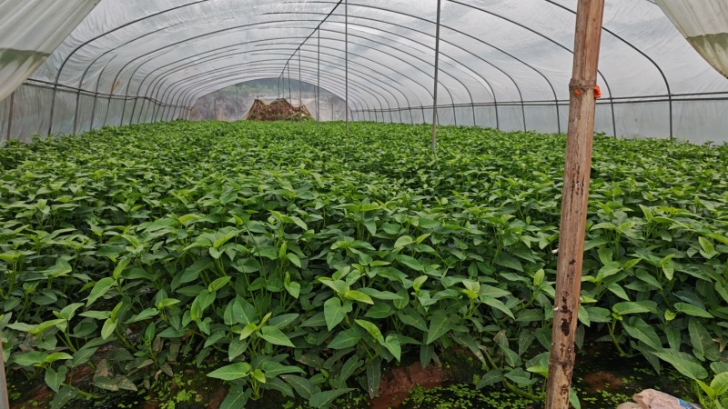 空心菜种植基地！大量出售，现摘现发联系***********