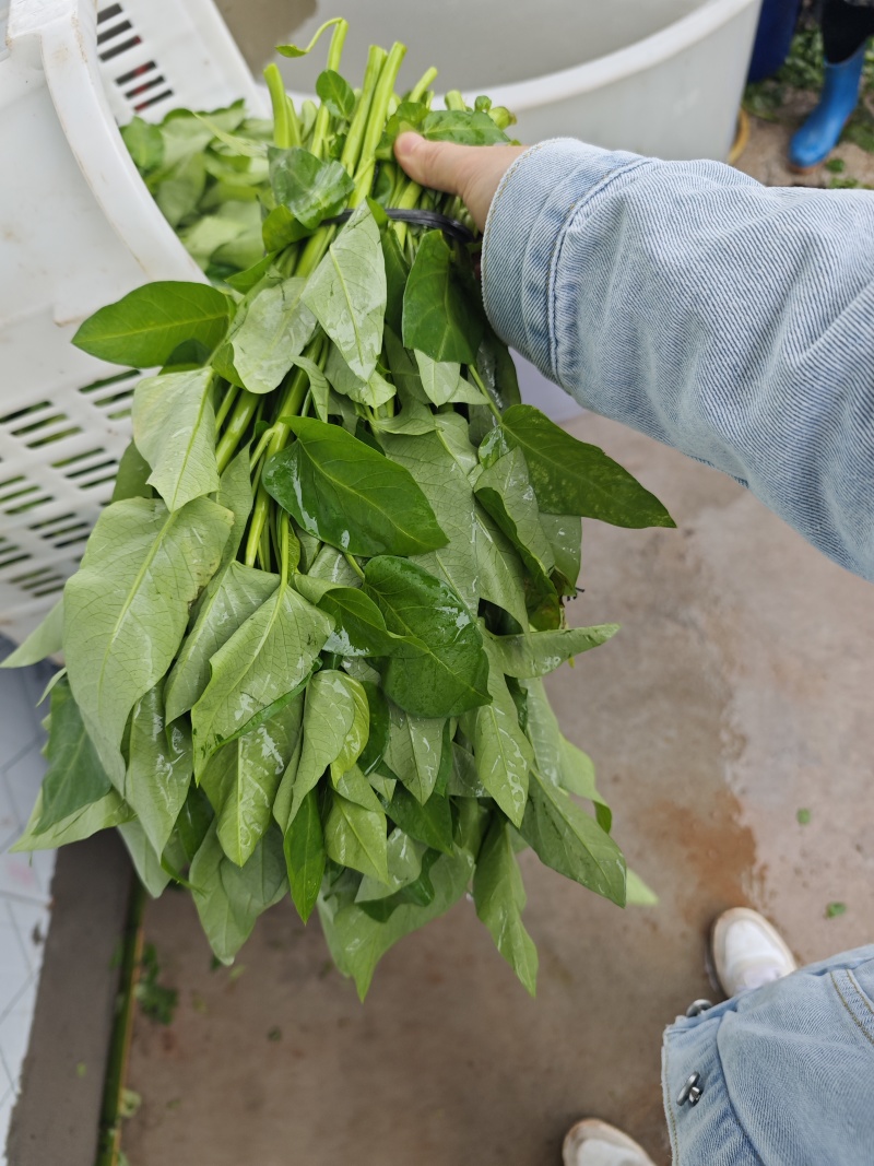 空心菜种植基地！大量出售，现摘现发联系***********
