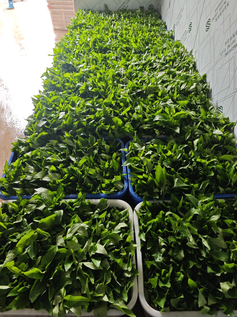 空心菜种植基地！大量出售，现摘现发联系***********