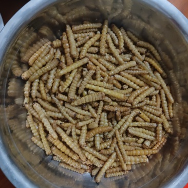 斗米虫