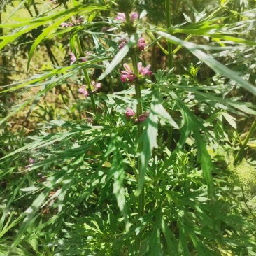 野生益母草