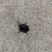 云南野生大九香虫
