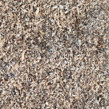 麦杂草籽
