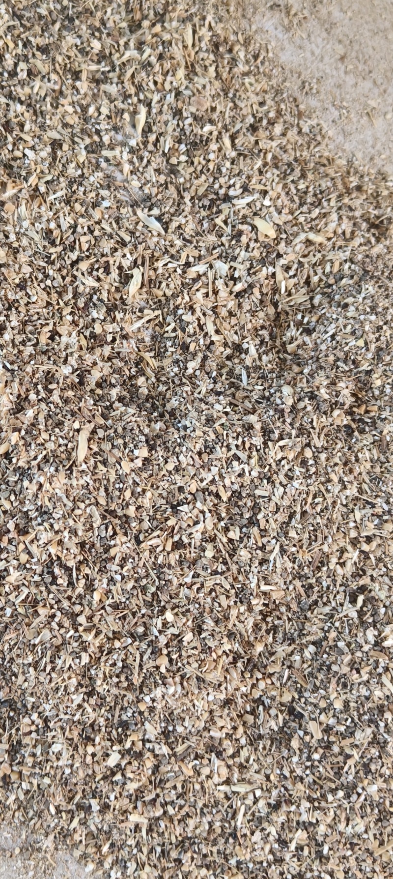 麦杂草籽
