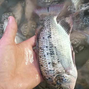野生花罗非鱼