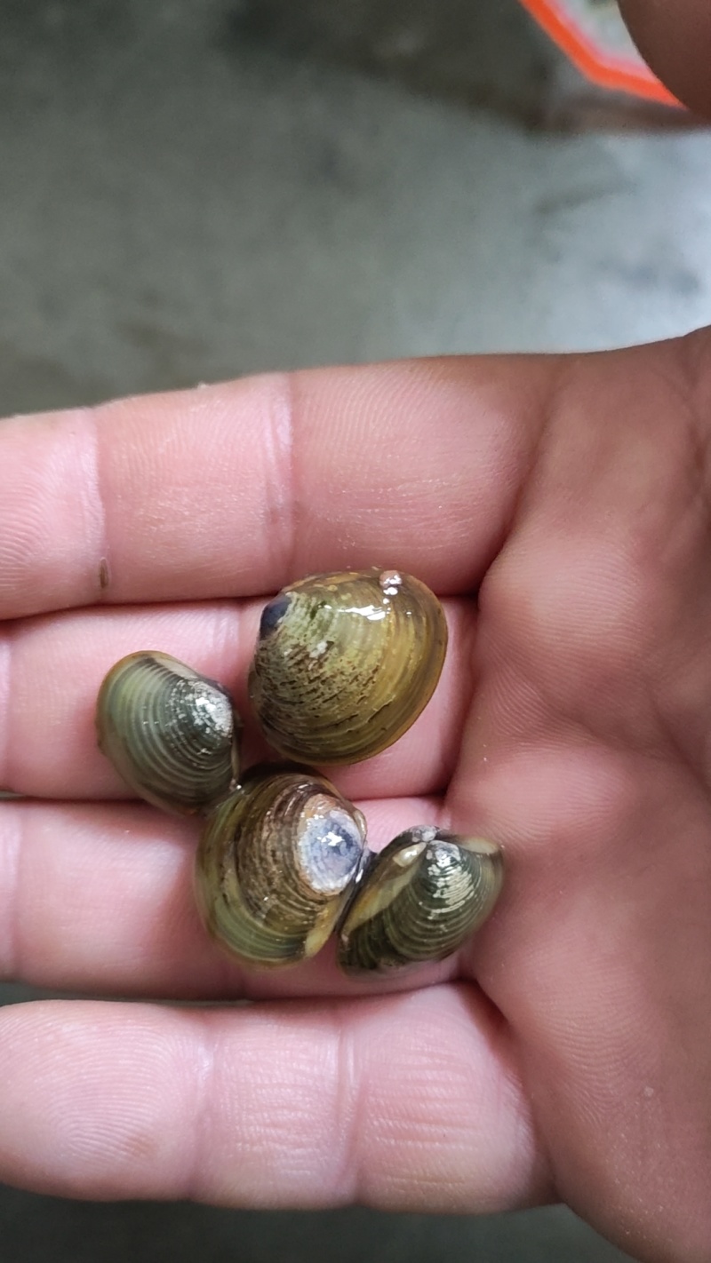 黄沙蚬