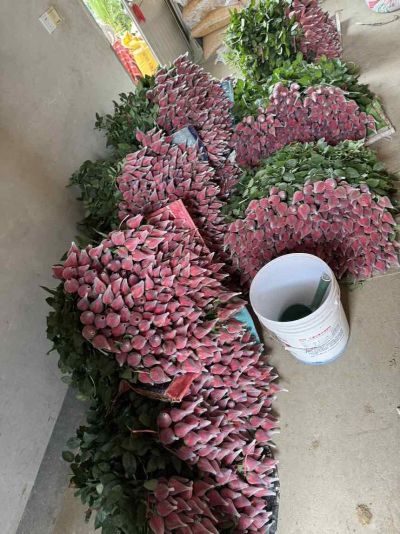 山东玫瑰鲜切花批发