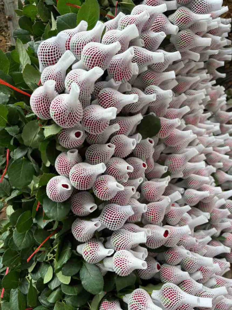山东玫瑰鲜切花批发