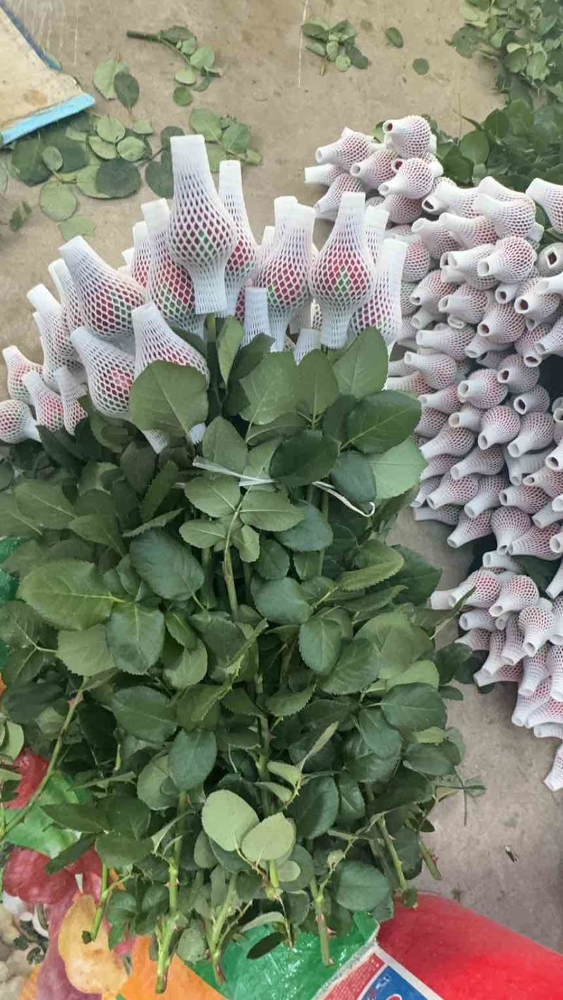 山东玫瑰鲜切花批发