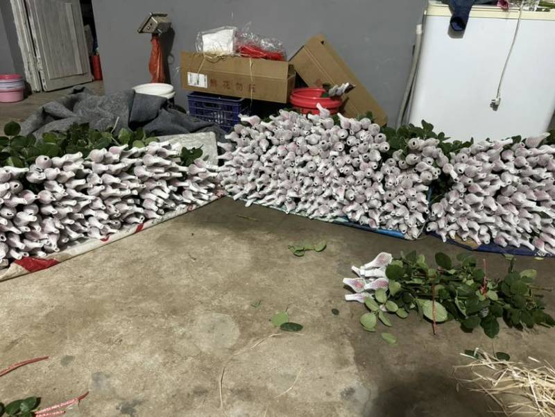 山东玫瑰鲜切花批发