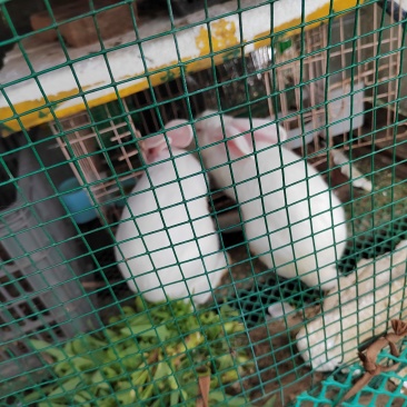 活兔子
