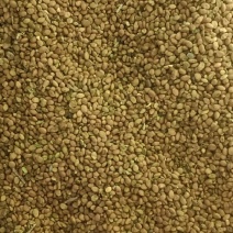 精品苦豆子内蒙新货价格优势优廉品质优良，含量高且干净欢迎