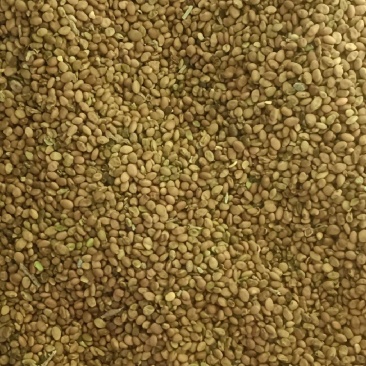精品苦豆子内蒙新货价格优势优廉品质优良，含量高且干净欢迎