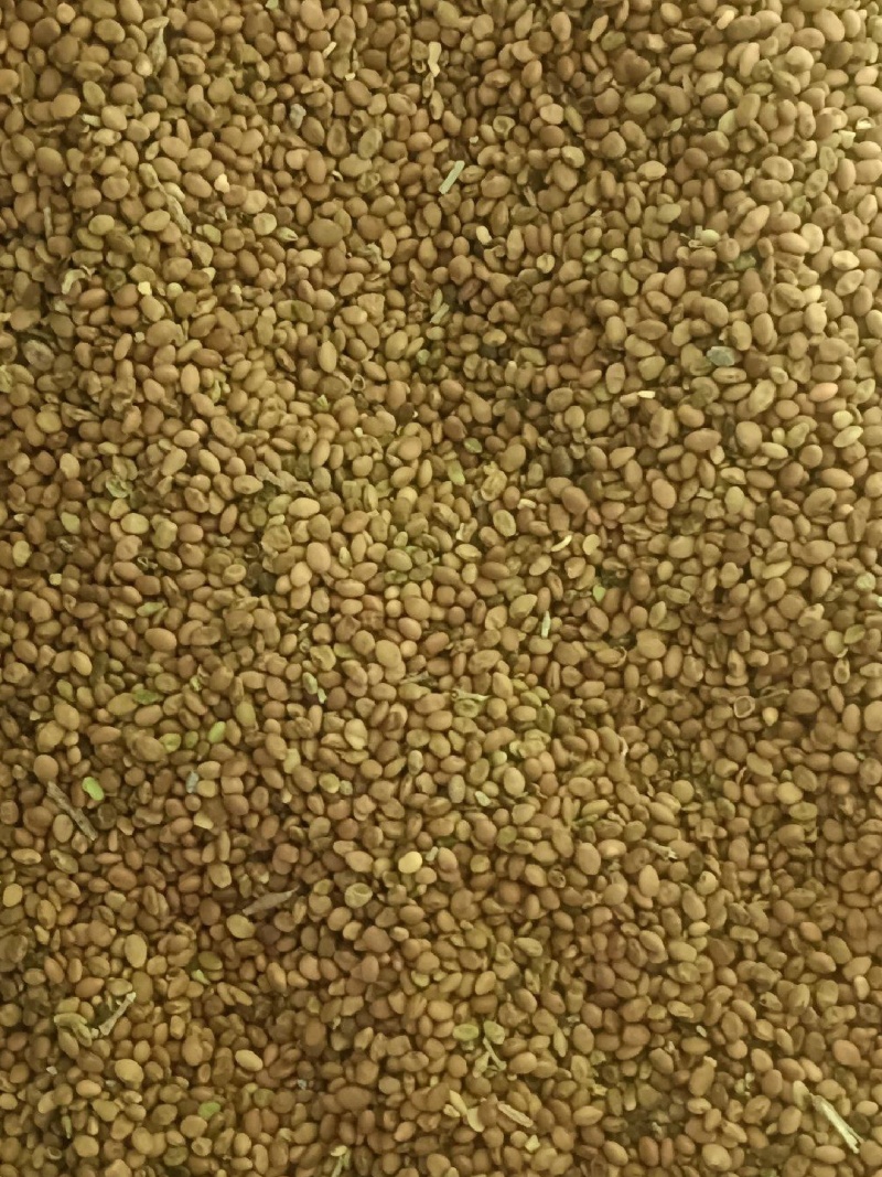精品苦豆子内蒙新货价格优势优廉品质优良，含量高且干净欢迎