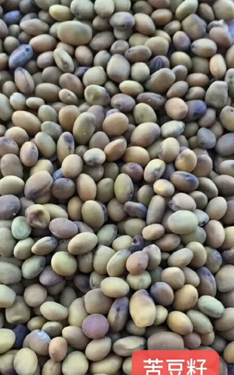 精品苦豆子内蒙新货价格优势优廉品质优良，含量高且干净欢迎