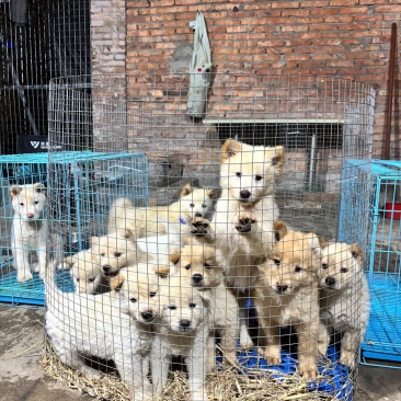 中华田园系列土松犬，幼犬。不包邮。