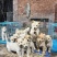 中华田园系列土松犬，幼犬。不包邮。