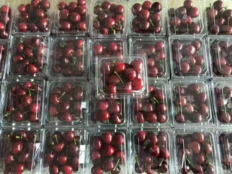 山东大樱桃美早红灯先锋物流直达一件代发