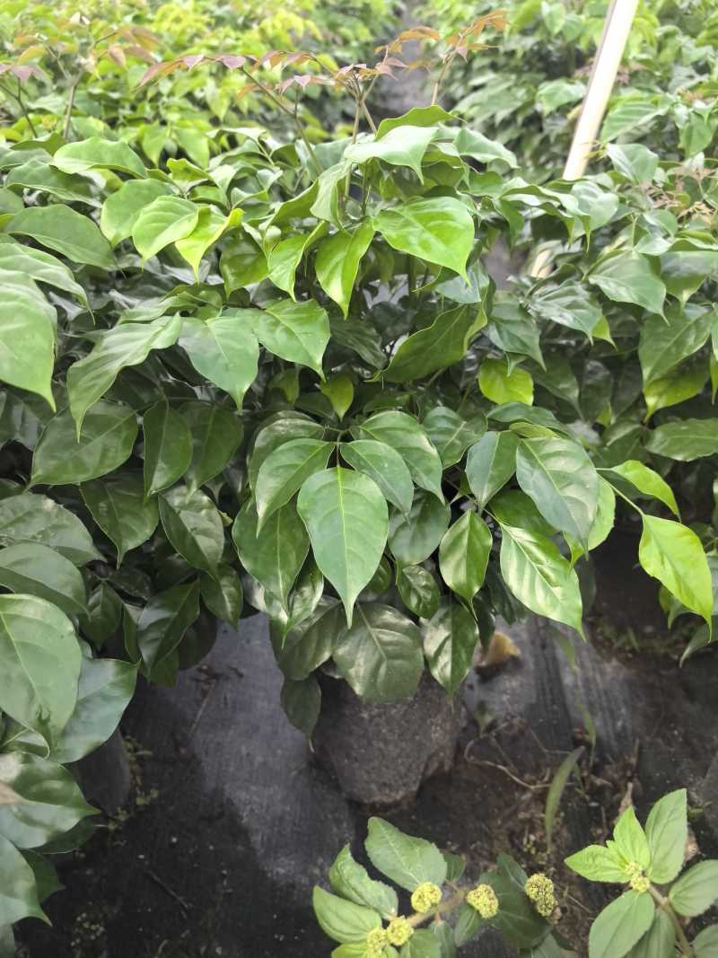 幸福树