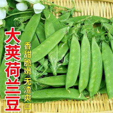 春夏秋冬四季供货，脆嫩出手，源头基地发货，量大价格适中