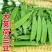 春夏秋冬四季供货，脆嫩出手，源头基地发货，量大价格适中