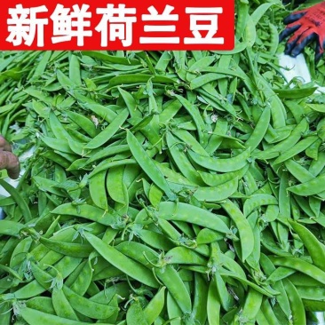 云南荷兰豆大量供应，产地直供，欢迎各位老板咨询合作。