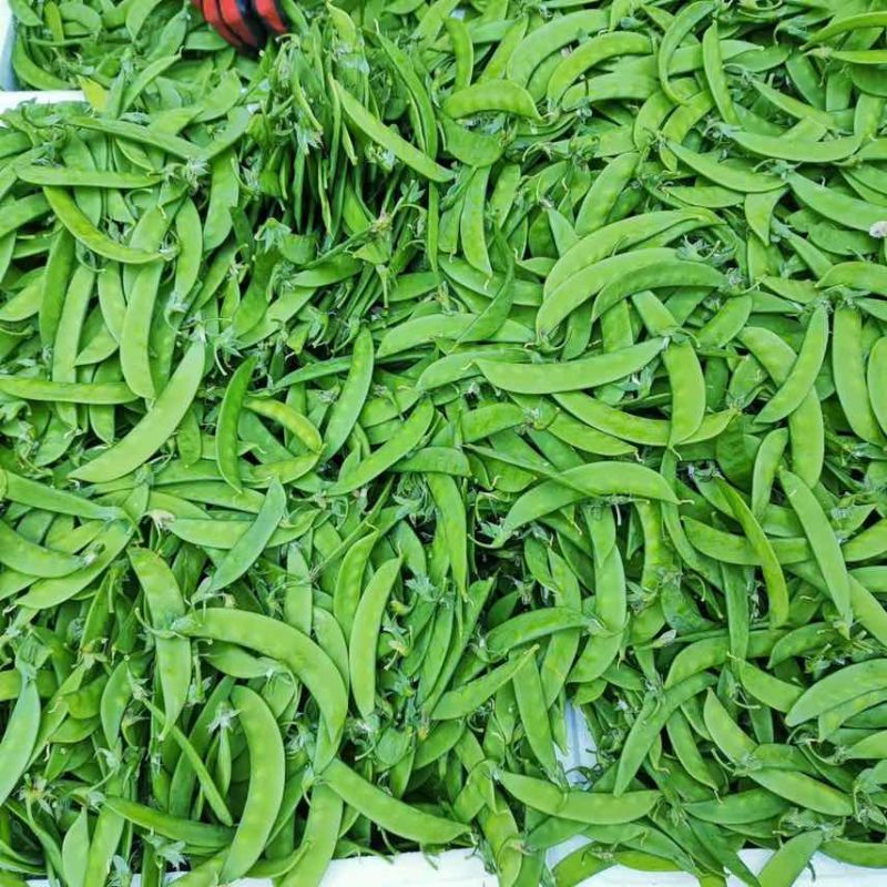 云南荷兰豆大量供应，产地直供，欢迎各位老板咨询合作。