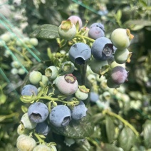 蓝莓