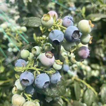 蓝莓