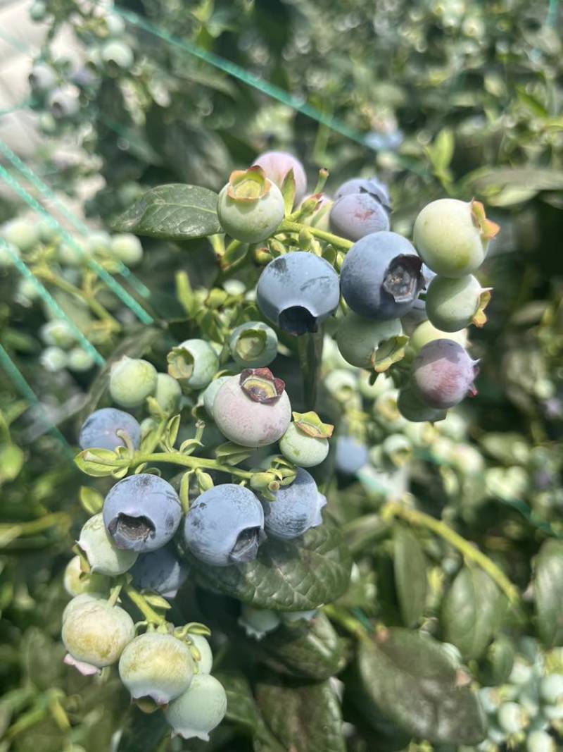 蓝莓