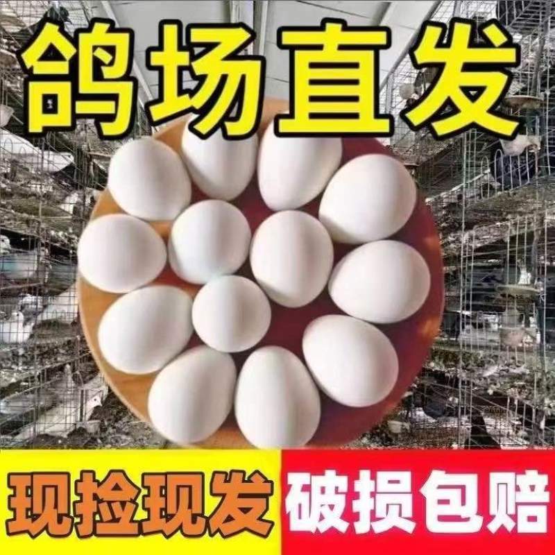 新鲜正宗散养鸽蛋农家散养草鸽鸽蛋五谷杂粮宝宝营养辅食孕妇营养