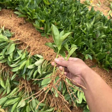 非洲茉莉扦插苗，大量低价出售