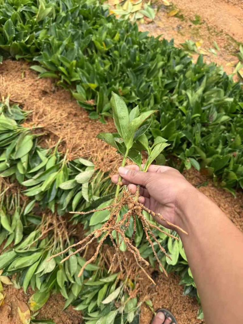 非洲茉莉扦插苗，大量低价出售