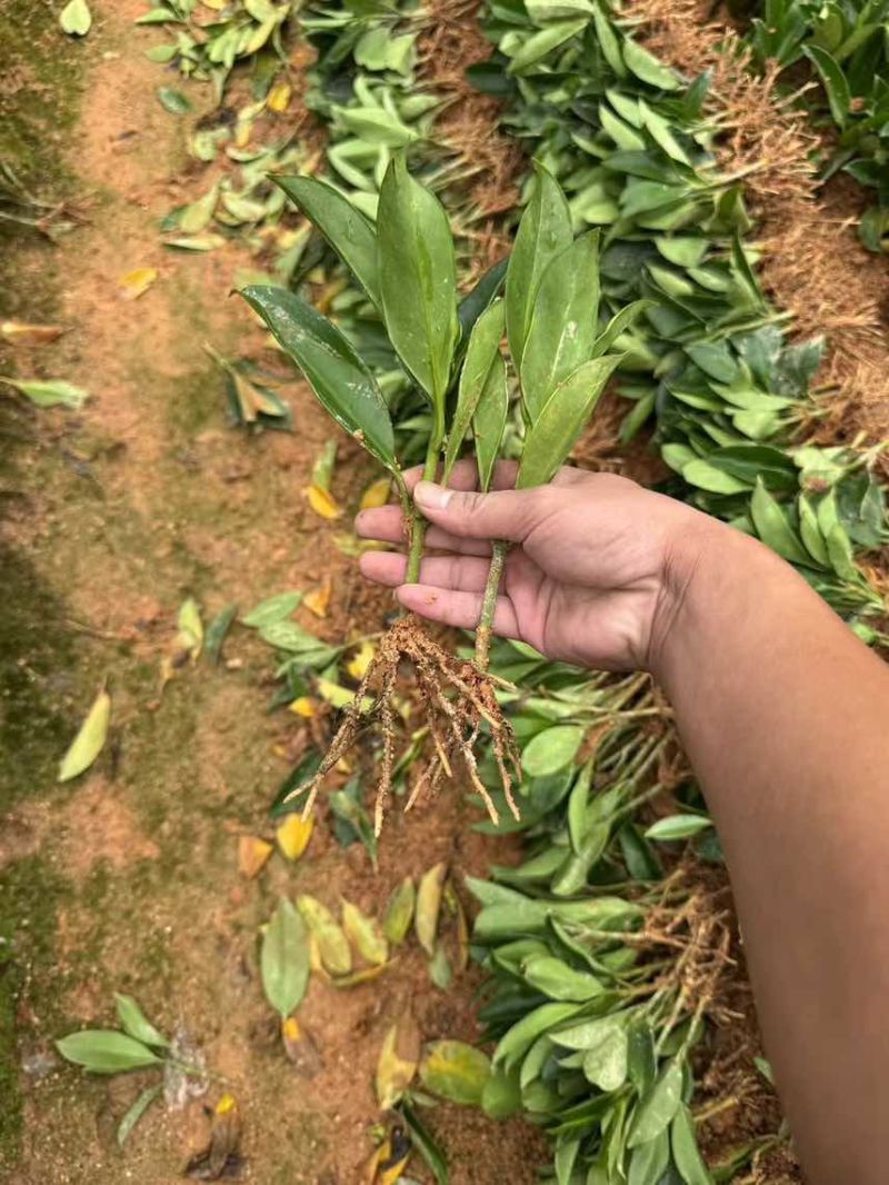 非洲茉莉扦插苗，大量低价出售