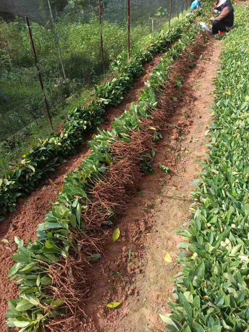非洲茉莉扦插苗，大量低价出售