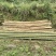 香蕉竹，竹尾