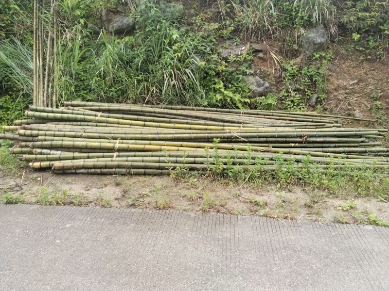 香蕉竹，竹尾