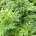 黄花蒿药材