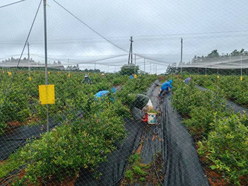 蓝美一号野地蓝莓