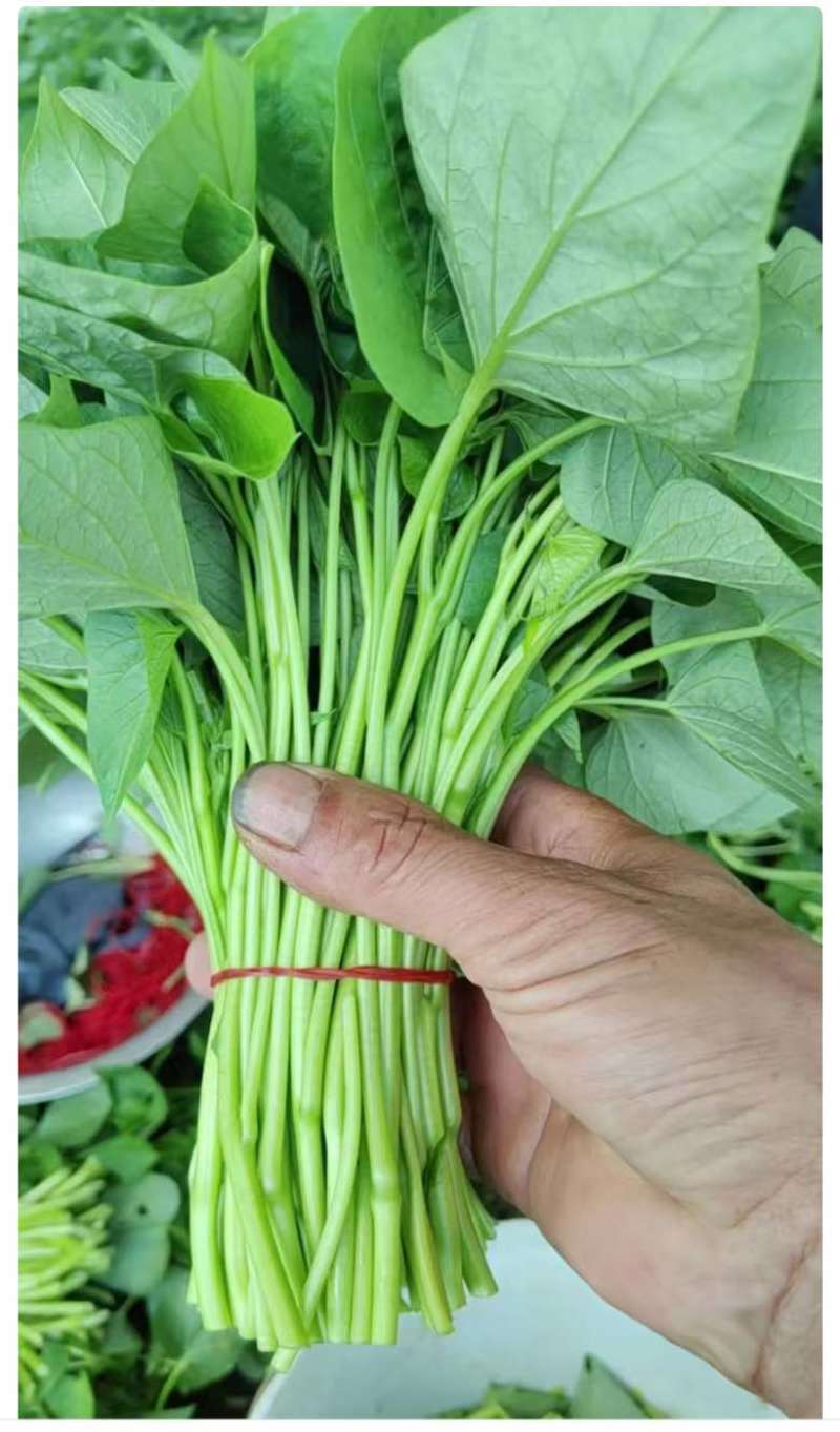 自家种植红薯叶，品质高，价格好