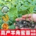 羊角蜜秧苗