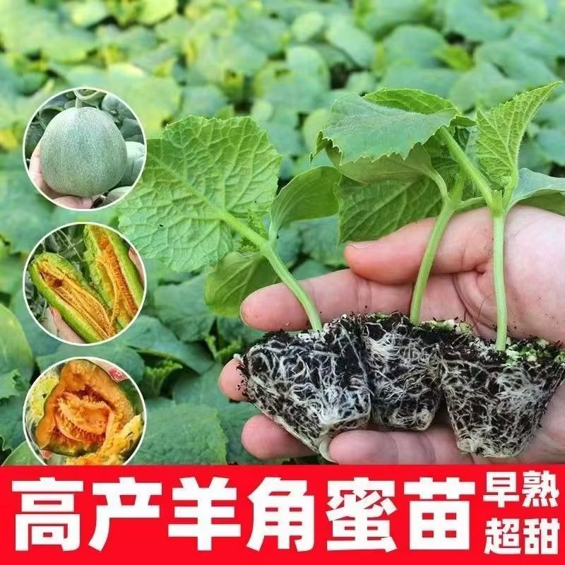 羊角蜜秧苗