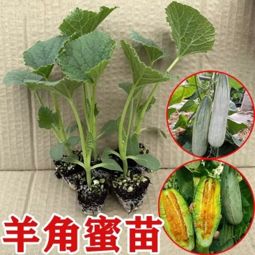 羊角蜜秧苗