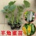 羊角蜜秧苗