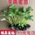 羊角蜜秧苗